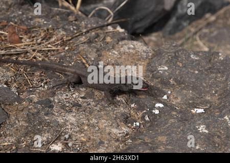 Le lézard de Boettger observe les gens au Mirador El Bailadero sur la Gomera dans les îles Canaries. Banque D'Images