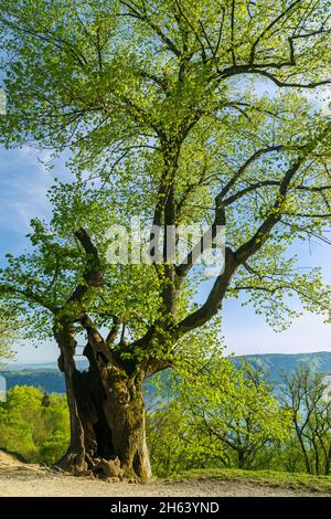 allemagne,bade-wurtemberg,sipplingen,l'ancien tilleul burkhart sur le sentier de randonnée à haldenhof, avec une vue sur le lac de constance. Banque D'Images