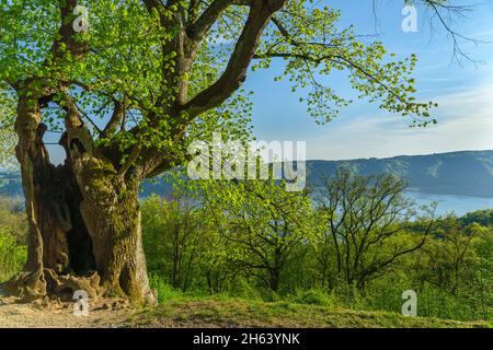 allemagne,bade-wurtemberg,sipplingen,l'ancien tilleul burkhart sur le sentier de randonnée à haldenhof, avec une vue sur le lac de constance. Banque D'Images