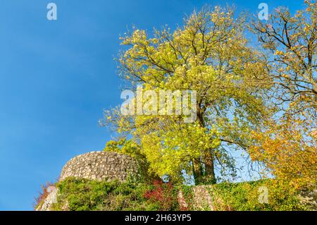 allemagne,bade-wurtemberg,münsingen-gundelfingen,cendre commune,cendre commune ou cendre haute sur les ruines du château de hohengundelfingen. ambiance automnale dans la zone de la biosphère sur l'alb souabe. Banque D'Images