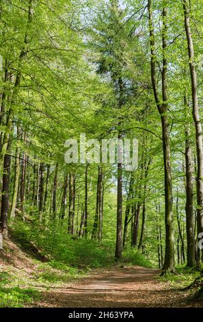 allemagne,bade-wurtemberg,sipplingen,sentier de randonnée à travers la forêt décidue entre haldenhof et zimmerwiese. Banque D'Images