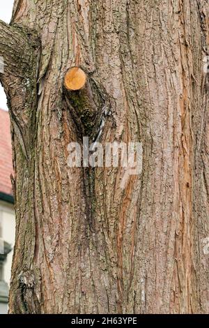 allemagne,bade-wurtemberg,reutlingen-mittelstadt,écorce,tronc d'arbre primeval sequoia,bosseler sous la branche Banque D'Images