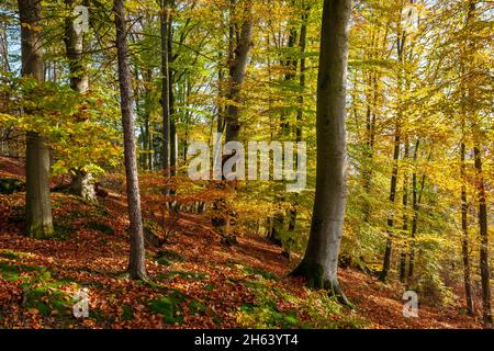 allemagne,bade-wurtemberg,reutlingen - mittelstadt,forêt d'automne,forêt feuillue mixte légère Banque D'Images