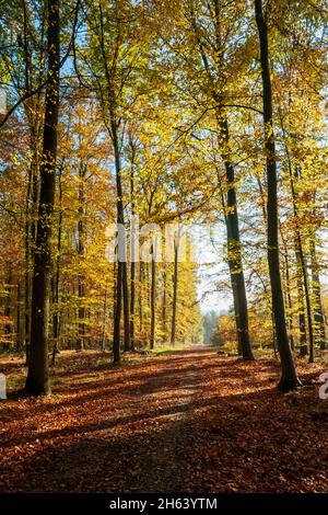 allemagne,bade-wurtemberg,reutlingen - mittelstadt,forêt d'automne,forêt mixte de feuillus Banque D'Images