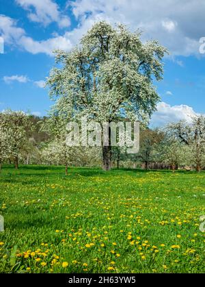 allemagne,bade-wurtemberg,herrenberg-kayh,poire à fleurs sur les prés de verger à l'extrémité sud du schönbuch. Banque D'Images