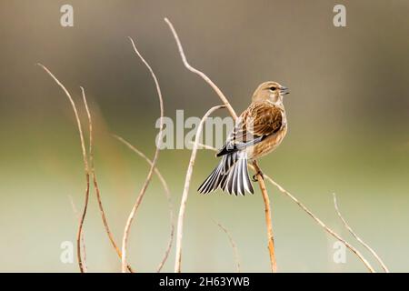 une femelle linnet assise sur une lame d'herbe Banque D'Images