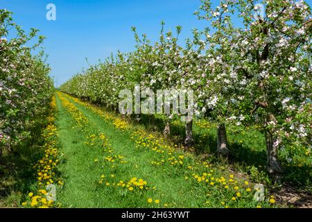 allemagne,bade-wurtemberg,korb,pommiers en fleurs dans un verger près de kleinheppach Banque D'Images