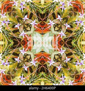 mandala,composition,plantes Banque D'Images