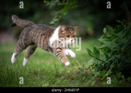 Chat Blanc En Tabby Amusant En Train De Courir Et De Sauter Sur Une Pelouse Verte A L Exterieur Dans La Cour Arriere Photo Stock Alamy