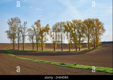 rangée de peupliers,champs,automne,hesse,allemagne Banque D'Images