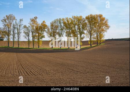 rangée de peupliers,champs,automne,hesse,allemagne Banque D'Images