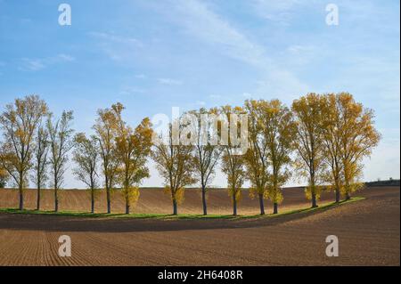 rangée de peupliers,champs,automne,hesse,allemagne Banque D'Images