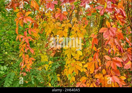 vigne sauvage, autogrimpante, jeune vigne, automne Banque D'Images