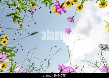 cadre fait de fleurs de prairie photographiées de dessous Banque D'Images