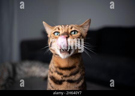 chat bengale à pois bruns qui colle à la langue et qui se licite aux lèvres et au nez avec un espace de copie Banque D'Images