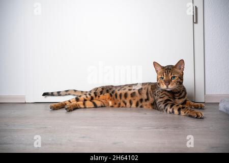 chat bengale à pois bruns couché sur un sol en bois reposant devant une porte blanche avec un espace de copie Banque D'Images