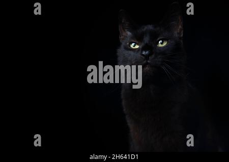 portrait de chat noir sur arrière-plan noir avec torche d'objectif Banque D'Images