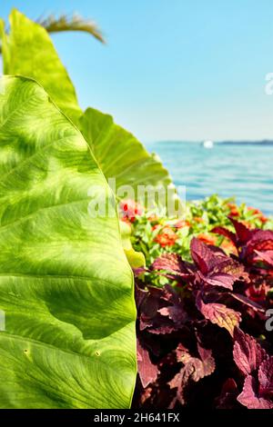 la promenade du lac de constance d''überlingen aux plantes méditerranéennes Banque D'Images