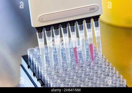 un chercheur pipetant des échantillons sars cov-2 sur une plaque à l'aide d'une pipette multicanaux Banque D'Images