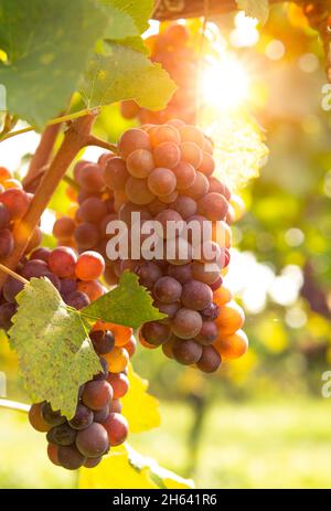 raisins mûrs sur la vigne dans le dos léger Banque D'Images