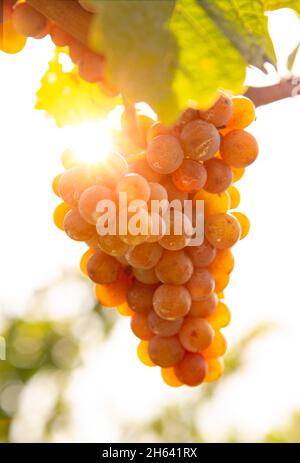 raisins mûrs sur la vigne dans le dos léger Banque D'Images