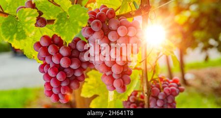 raisins mûrs sur la vigne dans le dos léger Banque D'Images