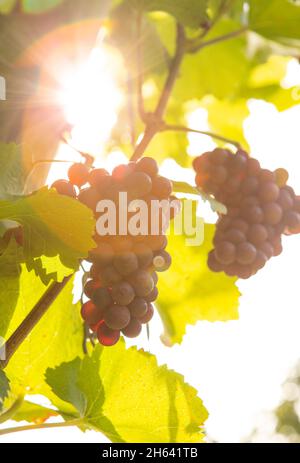 raisins mûrs sur la vigne dans le dos léger Banque D'Images