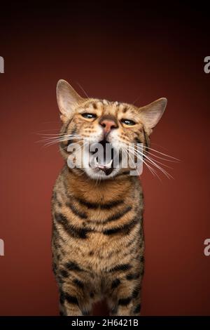 chat bengale à pois avec bouche grand ouvert en regardant l'appareil photo sur fond marron Banque D'Images