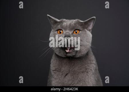 drôle de gris britannique shorthair chat avec la bouche ouverte sur fond gris foncé qui a l'air choqué Banque D'Images
