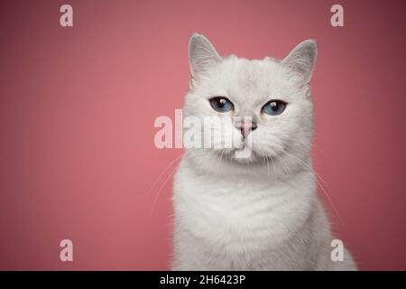 magnifique portrait de chat britannique court blanc aux yeux bleus sur fond rose avec espace de copie Banque D'Images