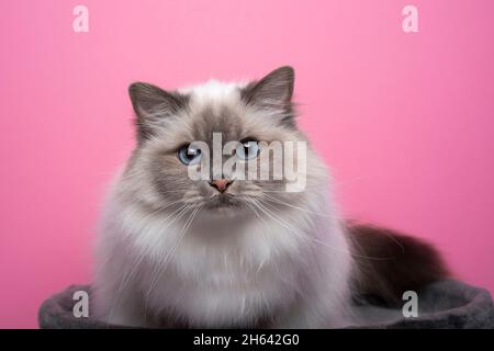 joli doux bleu oeil point birman chat avec les yeux bleus portrait sur fond rose Banque D'Images