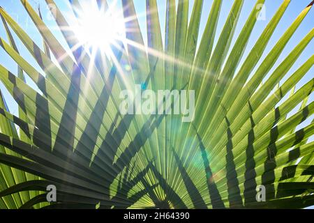 le soleil brille à travers les feuilles de palmier vertes Banque D'Images