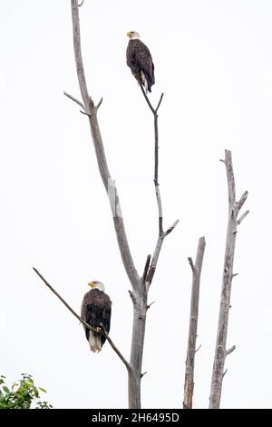 Issaquah, Washington, États-Unis.Deux aigles à tête blanche adultes perchés dans un arbre mort dans le parc national du lac Sammamish. Banque D'Images