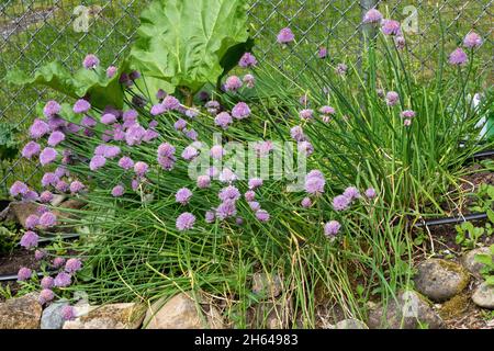 Issaquah, Washington, États-Unis.Plantes de ciboulette hivernales en fleurs Banque D'Images