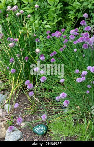 Issaquah, Washington, États-Unis.Plantes de ciboulette hivernales en fleurs Banque D'Images