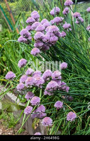 Issaquah, Washington, États-Unis.Plantes de ciboulette hivernales en fleurs Banque D'Images