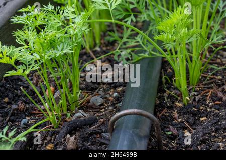 Issaquah, Washington, États-Unis.Jeunes plants de carottes cultivés à partir de semences Banque D'Images