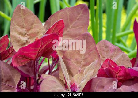 Issaquah, Washington, États-Unis.L'Orach rouge ou l'épinard pourpre poussent dans un potager. Banque D'Images