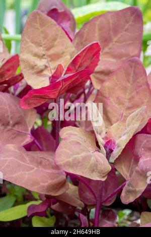 Issaquah, Washington, États-Unis.L'Orach rouge ou l'épinard pourpre poussent dans un potager. Banque D'Images