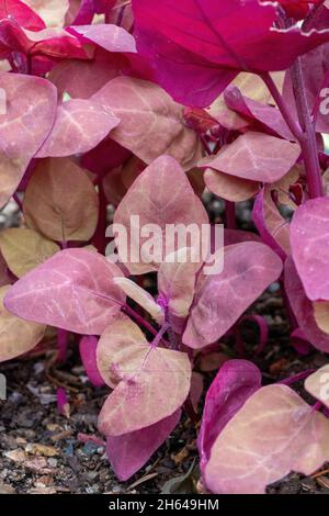 Issaquah, Washington, États-Unis.L'Orach rouge ou l'épinard pourpre poussent dans un potager. Banque D'Images