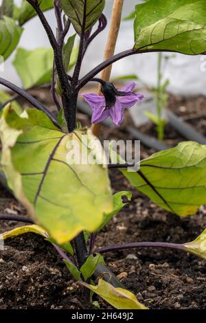 Issaquah, Washington, États-Unis.Aubergine japonaise longue poussant dans une maison de coop. Banque D'Images