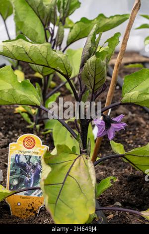 Issaquah, Washington, États-Unis.Aubergine japonaise longue poussant dans une maison de coop. Banque D'Images