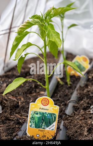 Issaquah, Washington, États-Unis.Poblano Pepper commence à pousser dans une maison de cerceau. Banque D'Images