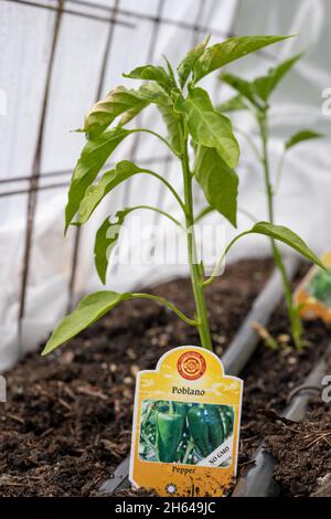 Issaquah, Washington, États-Unis.Poblano Pepper commence à pousser dans une maison de cerceau. Banque D'Images