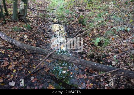 25 octobre 2021, Schleswig-Holstein, Lübeck : un petit ruisseau traverse la forêt de la ville.Depuis environ 30 ans, les arbres de la forêt de la ville de Lübeck ont pu croître à leur rythme.Les forestiers n'interviennent que rarement dans l'écosystème forestier.(À dpa-KORR.: 'Le concept de forêt de Lübeck devrait sauver les forêts et le climat') photo: Marcus Brandt/dpa Banque D'Images