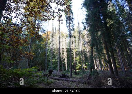 25 octobre 2021, Schleswig-Holstein, Lübeck : des germes morts peuvent être vus dans la forêt de la ville.Depuis environ 30 ans, les arbres de la forêt de la ville de Lübeck ont pu croître à leur rythme.Les forestiers n'interviennent que rarement dans l'écosystème forestier.(À dpa-KORR.: 'Le concept de forêt de Lübeck devrait sauver les forêts et le climat') photo: Marcus Brandt/dpa Banque D'Images