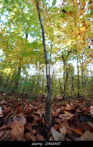 25 octobre 2021, Schleswig-Holstein, Lübeck : un jeune hêtre pousse dans la forêt de la ville.Depuis environ 30 ans, les arbres de la forêt de la ville de Lübeck ont pu croître à leur rythme.Les forestiers n'interviennent que rarement dans l'écosystème forestier.(À dpa-KORR.: 'Le concept de forêt de Lübeck devrait sauver les forêts et le climat') photo: Marcus Brandt/dpa Banque D'Images