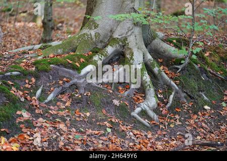 25 octobre 2021, Schleswig-Holstein, Lübeck : les racines d'un hêtre peuvent être vues dans la forêt de la ville.Depuis environ 30 ans, les arbres de la forêt de la ville de Lübeck ont pu croître à leur rythme.Les forestiers n'interviennent que rarement dans l'écosystème forestier.(À dpa-KORR.: 'Le concept de forêt de Lübeck devrait sauver les forêts et le climat') photo: Marcus Brandt/dpa Banque D'Images