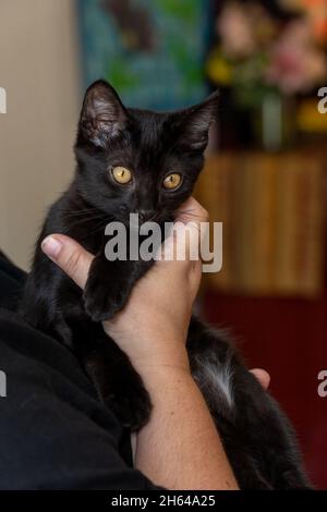 Femme tenant son chaton noir de deux mois, M. Pickles (MR) (PR) Banque D'Images