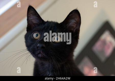 Gros plan d'un chaton noir de deux mois, M. Pickles (PR) Banque D'Images